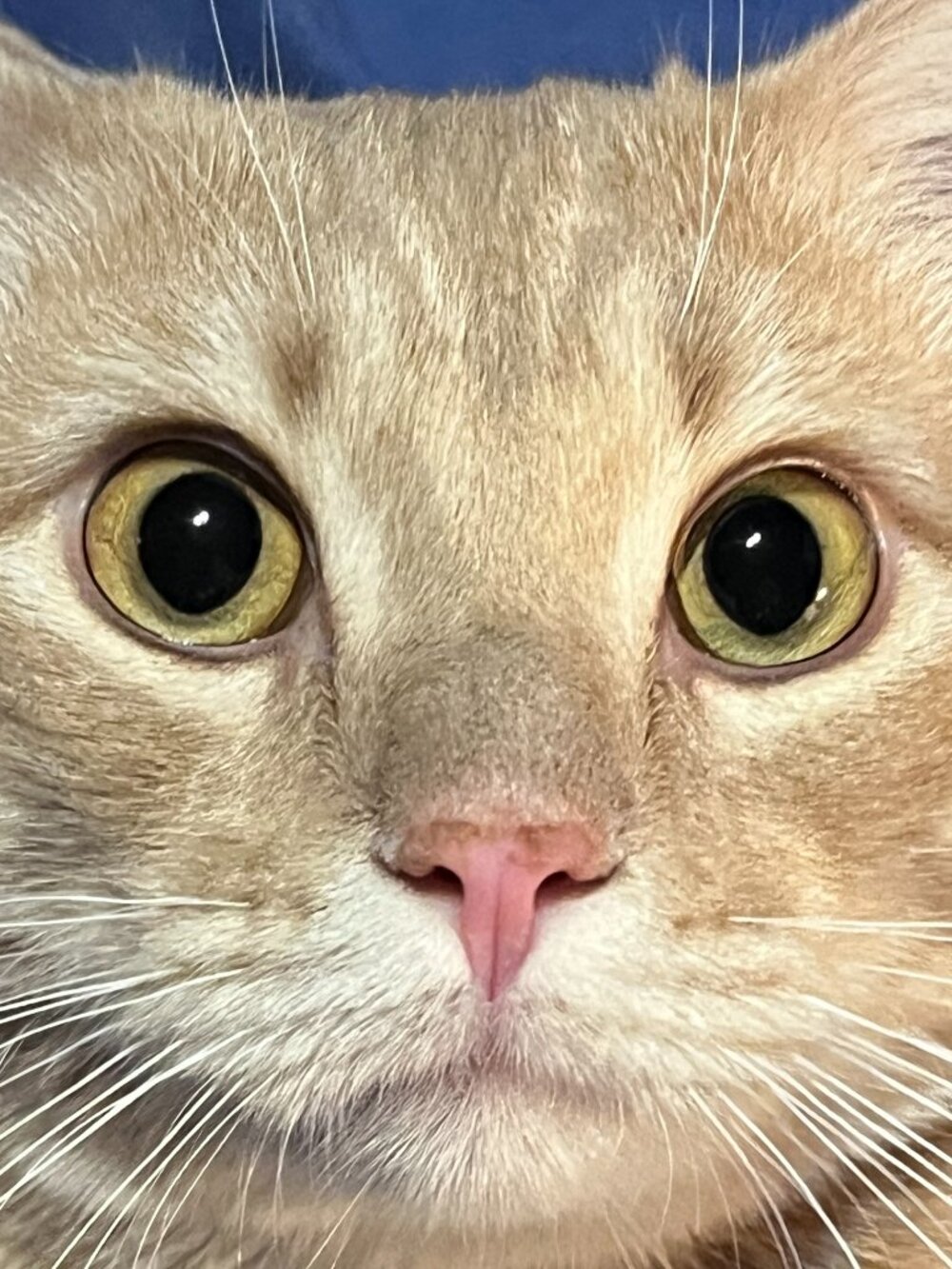 Meet your Posher, Margaret